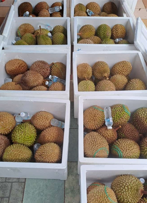 Durian Musangking Nusantara 1 - Gajah Semut